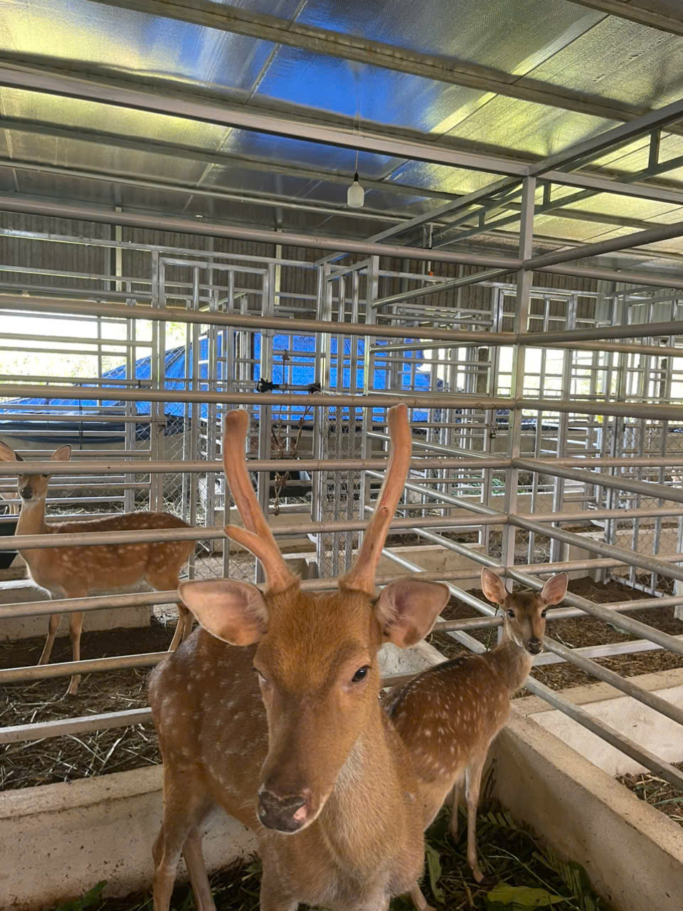 Triển vọng với mô hình nuôi hươu lấy nhung tại  xã Phước Chánh - TP Đà Nẵng